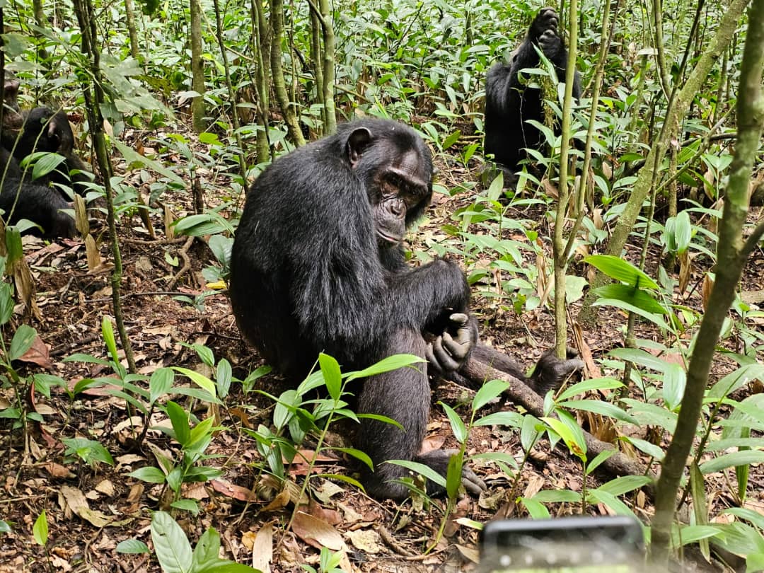 Chimp tracking in Kibale