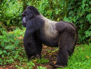 Gorilla Trekking in Bwindi Impenetrable Forest National Park