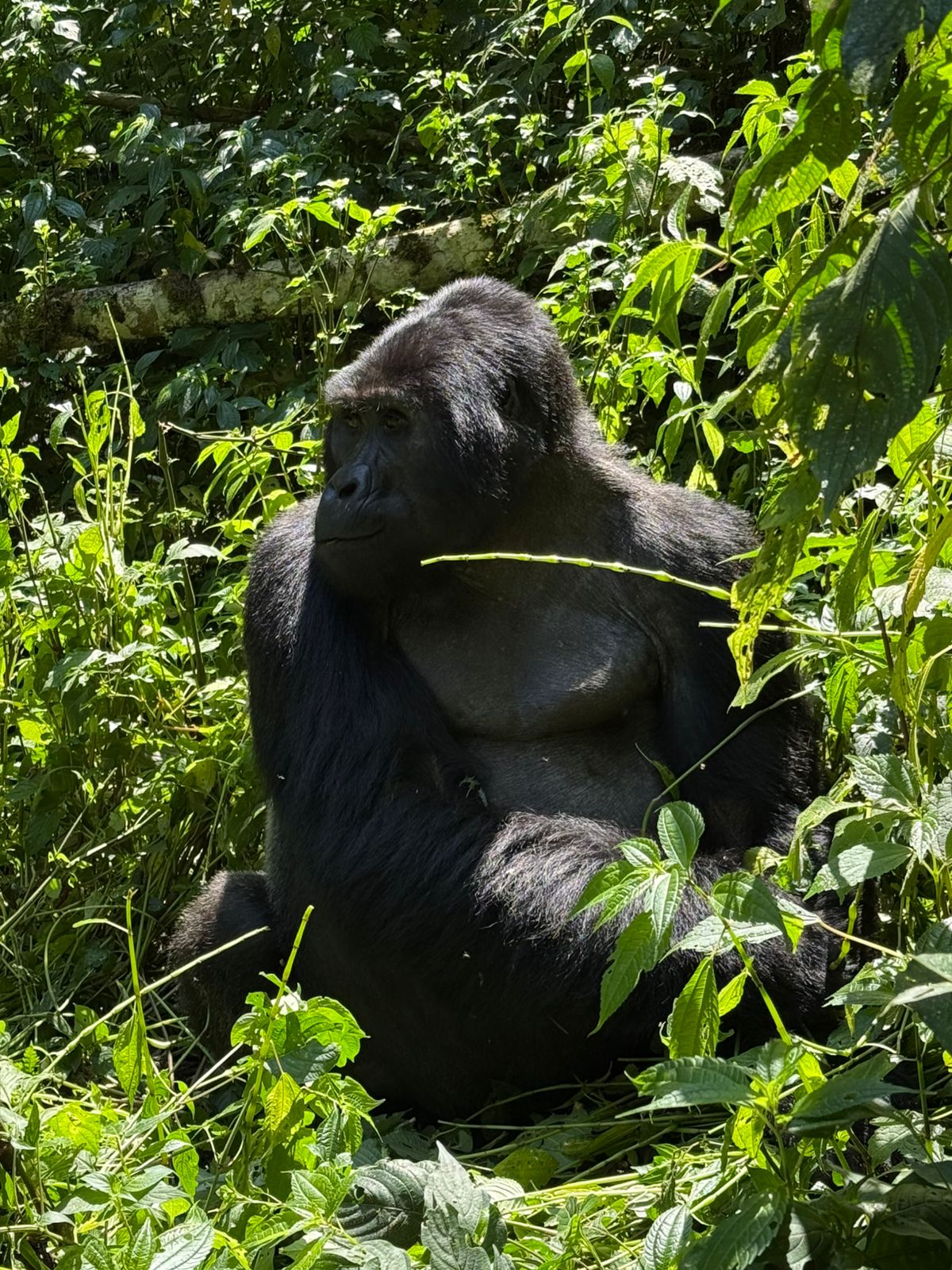 Gorilla Trekking in Uganda
