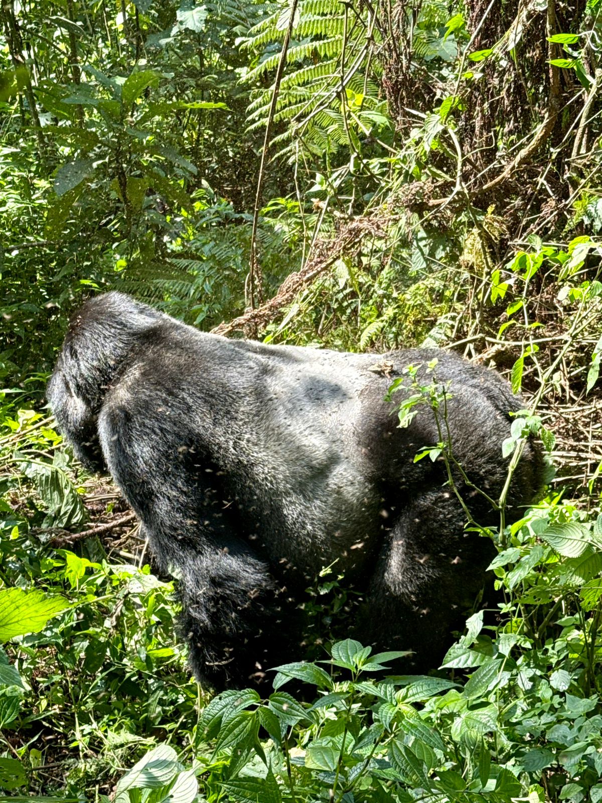 Gorillas 