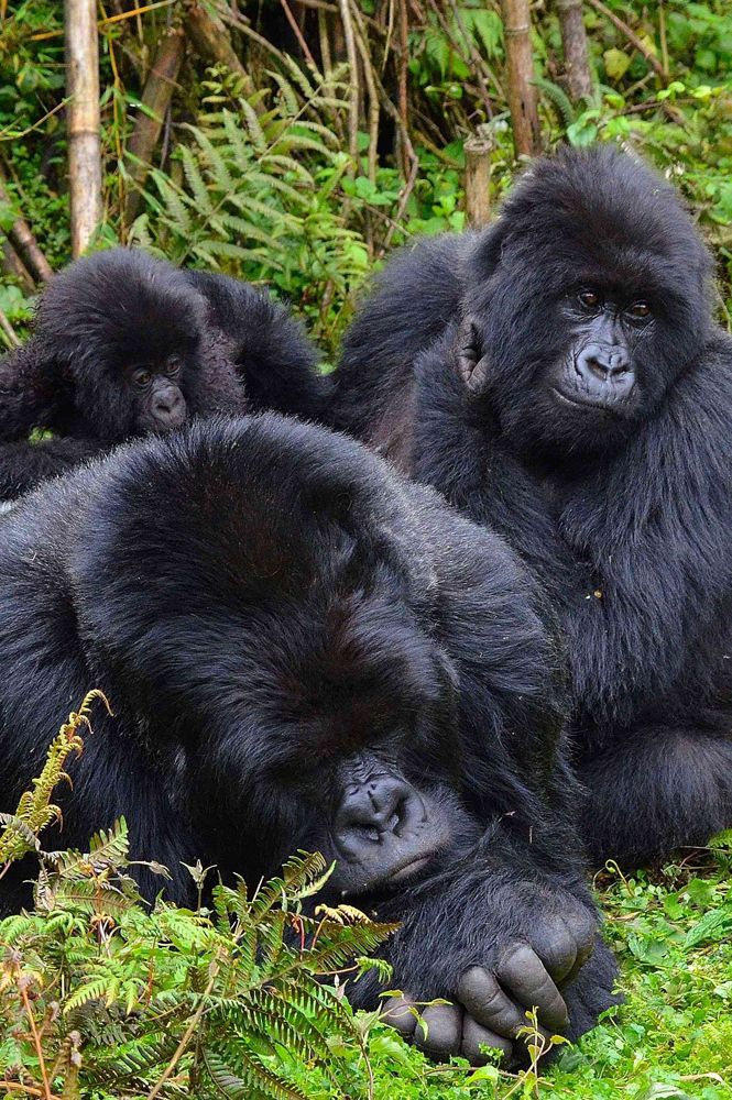3 days gorilla trekking safari in Uganda