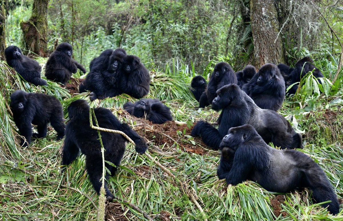 3 days gorilla trekking safari in Uganda